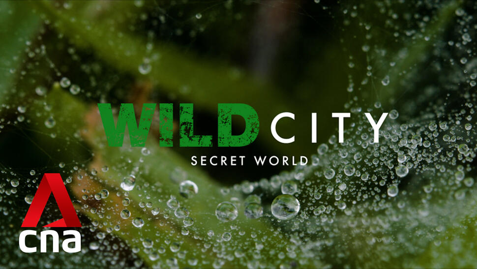 Wild City: Secret World