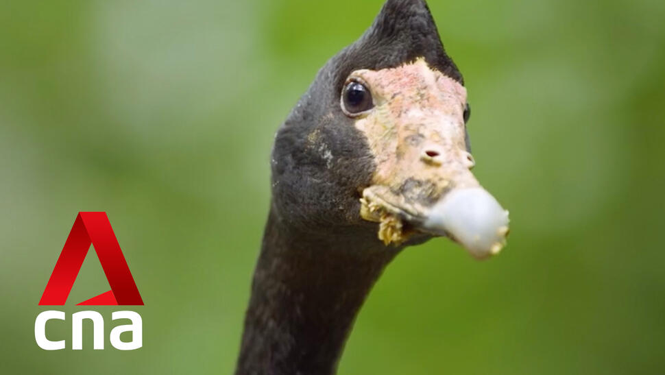 The Great Migration Teaser 1